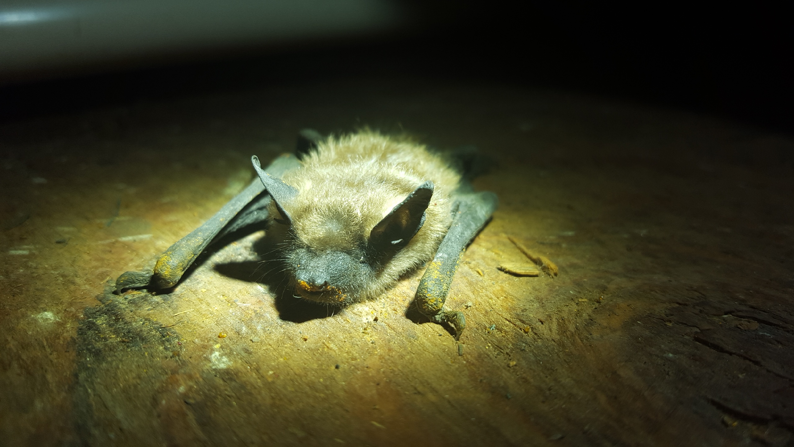 Bat In Attic.
