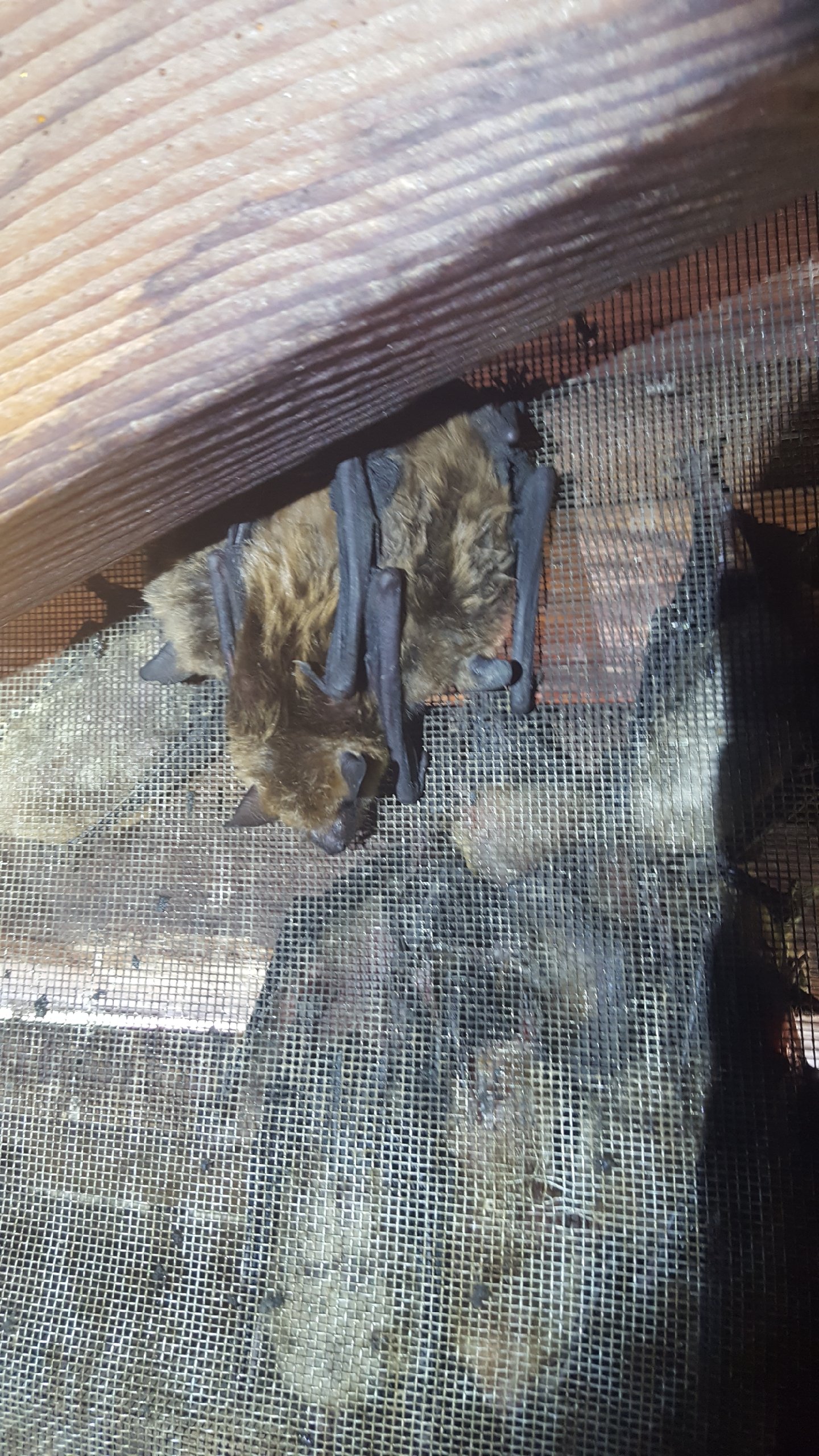 Bat Exclusion Screening